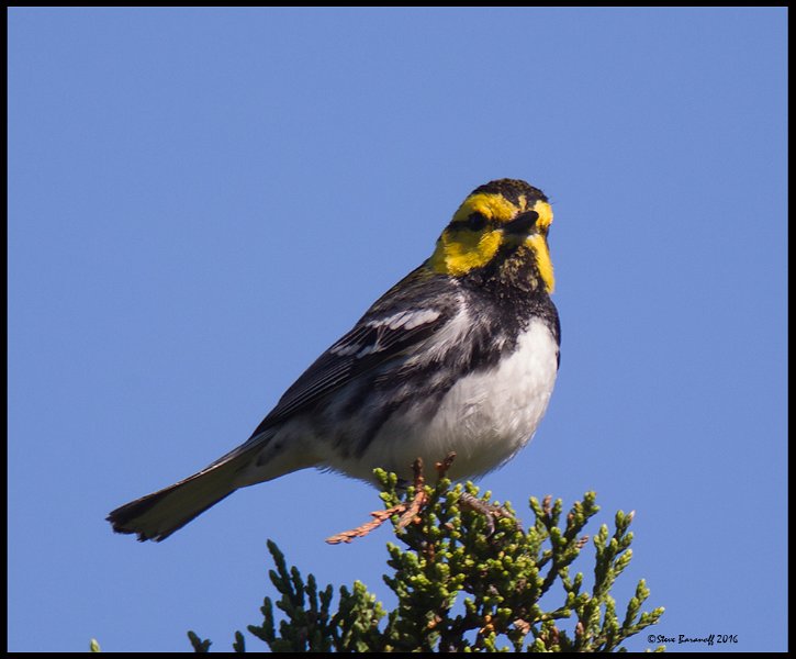 _6SB9785 golden-cheeked warbler.jpg